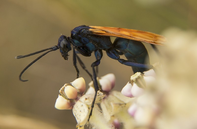 Tarantula hawk