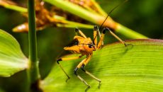 assassin-bug