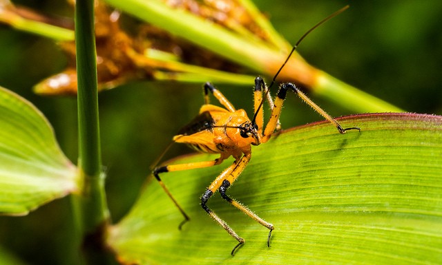 assassin-bug