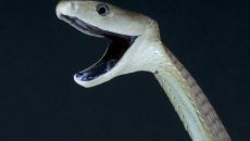 black-mamba