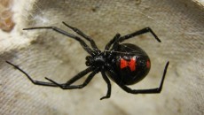 black widow