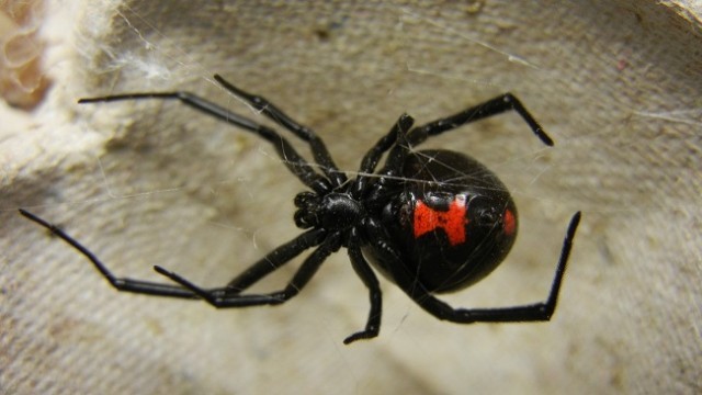black widow