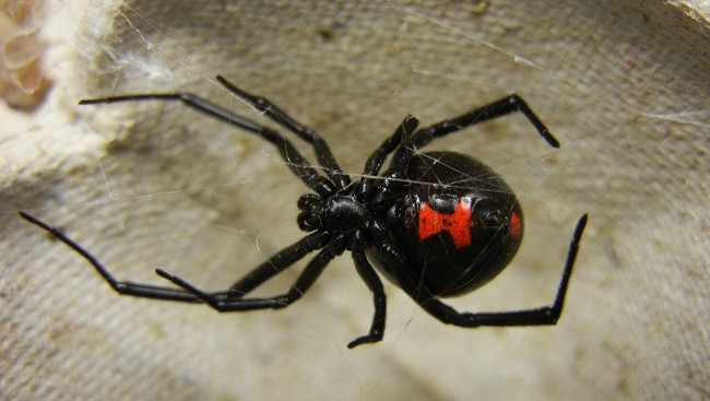 black widow