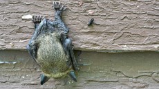 bat on a house