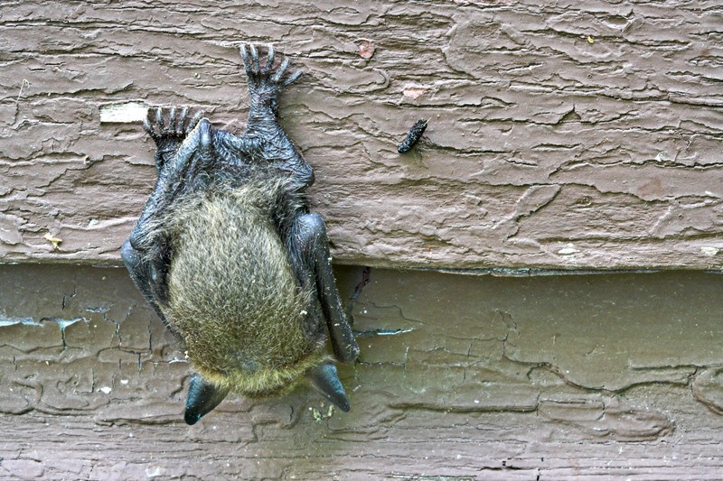 bat on a house