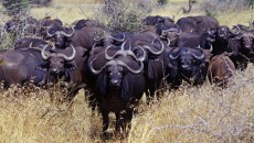 cape buffalo