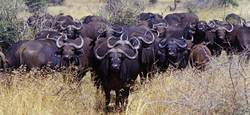 cape buffalo