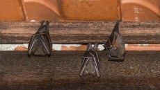 bats