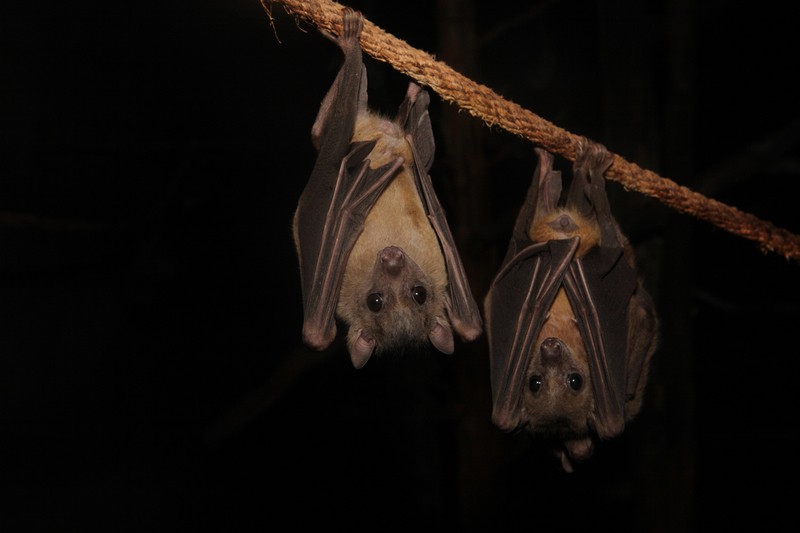 bats