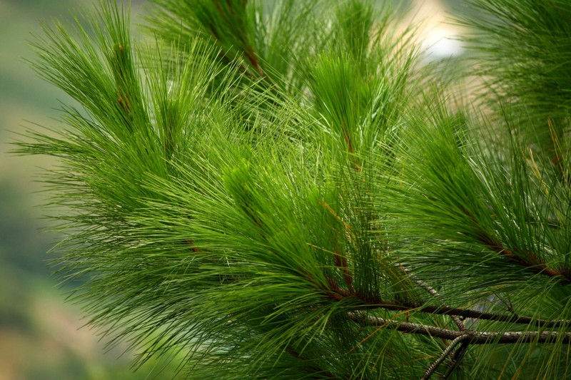 pine tree