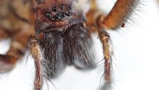 hobo spider