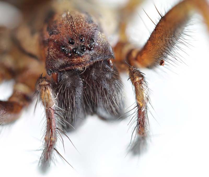 hobo spider