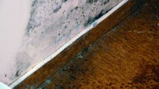 mold-in-an-apartment