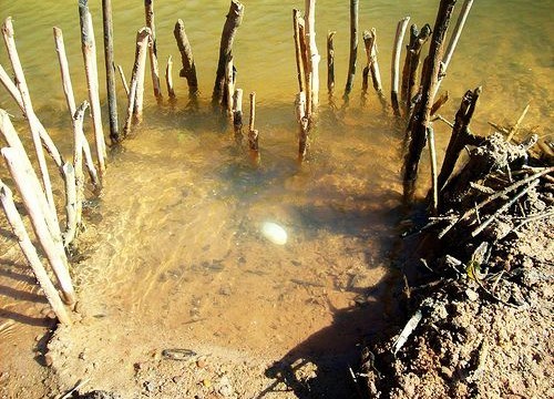 primitive fish trap