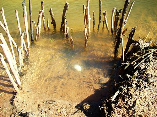 primitive fish trap