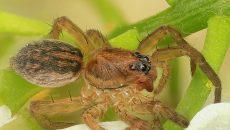 wolf spider on plant