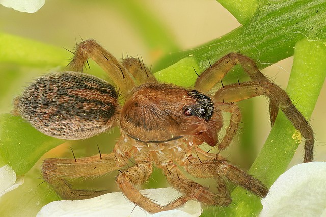 wolf spider on plant