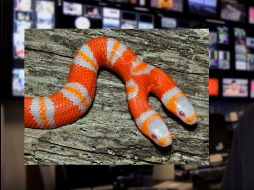 2headedsnake