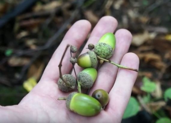 acorns-for-tea