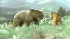 bear-and-cougar