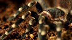 birdeater-spider