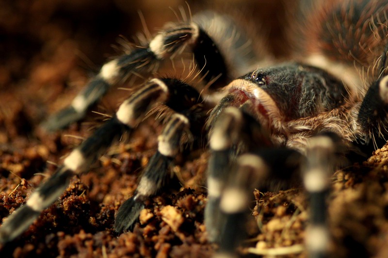 birdeater-spider