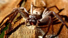 huntsman-spider