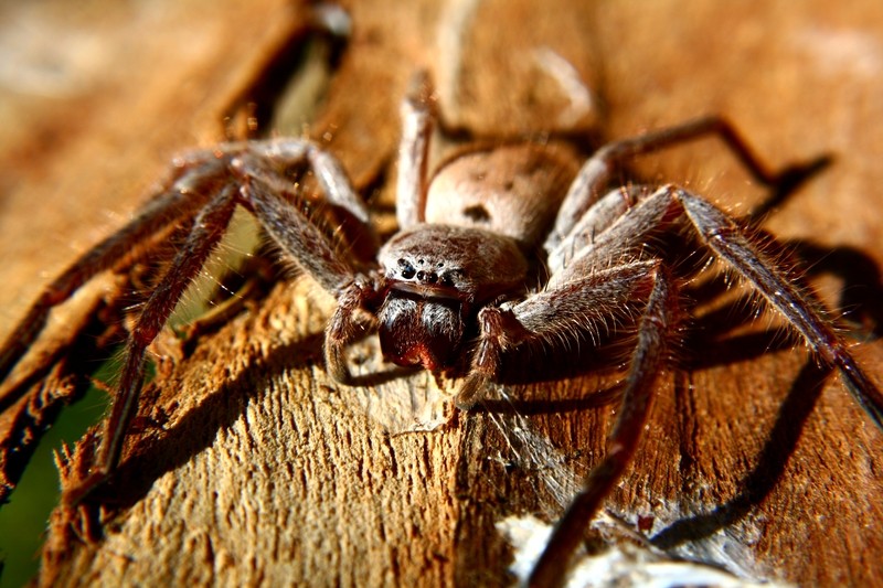 huntsman-spider