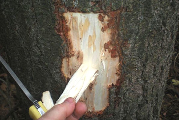 retrieving-tree-bark