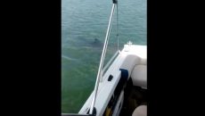 white-shark-by-boat