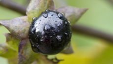 belladonna