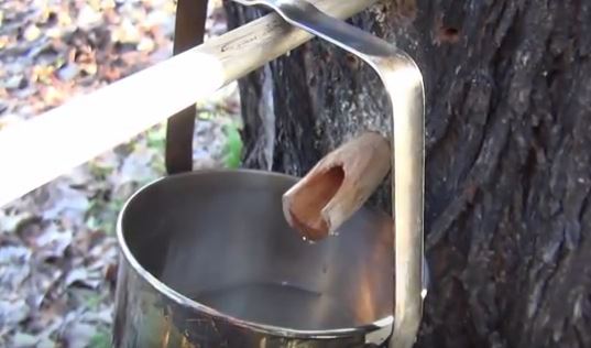 bucket-and-sap