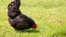 chicken