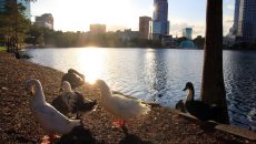 ducks-in-the-city