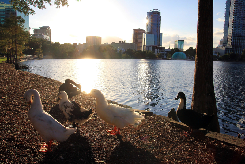 ducks-in-the-city