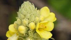 great-mullein