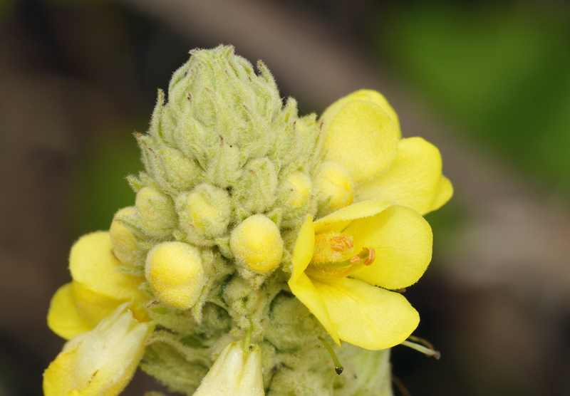 great-mullein