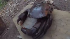 mud crab