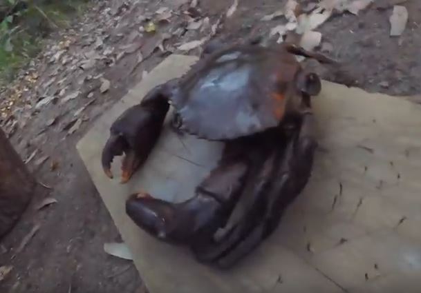 mud crab