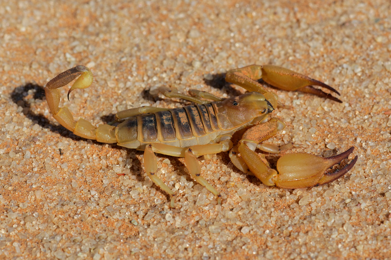 scorpion