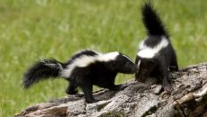 skunks