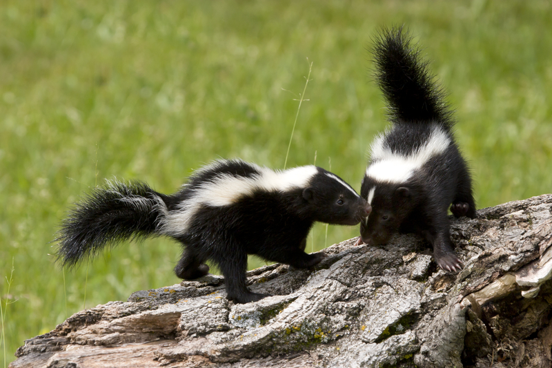 skunks