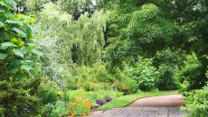 trees-in-front-of-a-yard