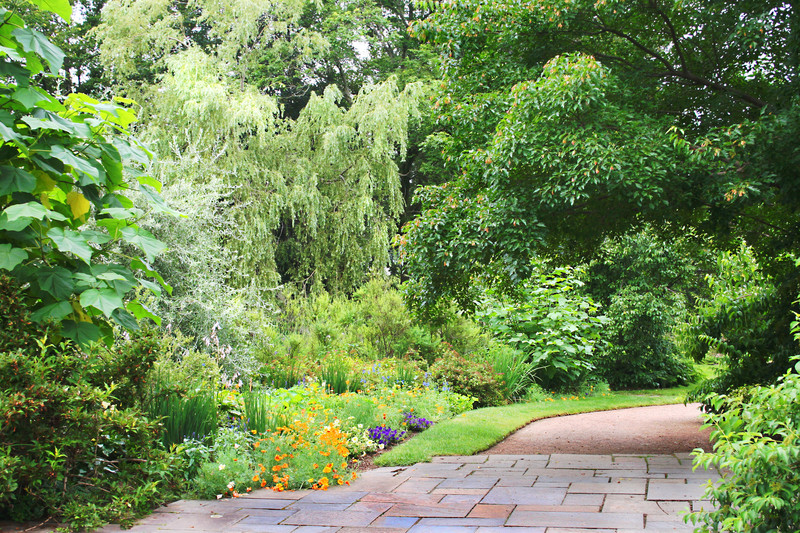 trees-in-front-of-a-yard