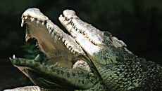 alligators