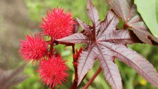 castor-oil-plant