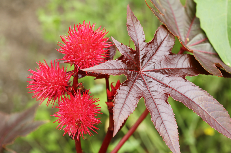 castor-oil-plant