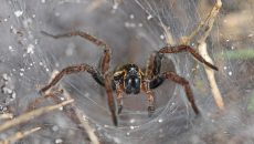funnel-web-spider