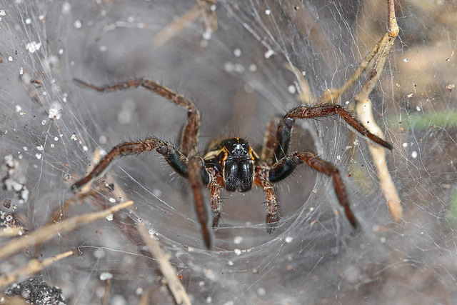 funnel-web-spider