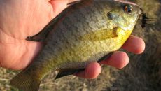 panfish